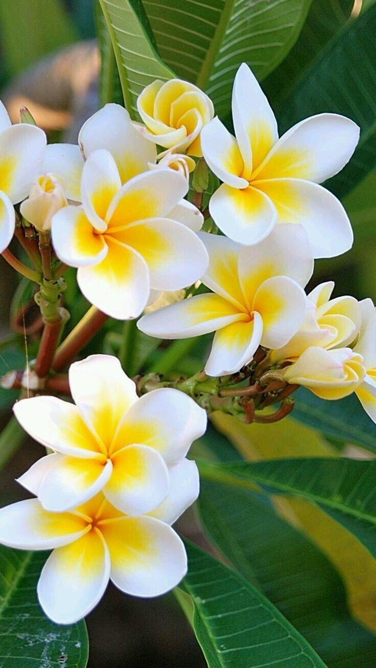 Secret Garden's Enchanted Flora Melody